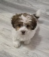Richie Rich, a male Shihpoo for sale in Burton, MI – 1 of 8