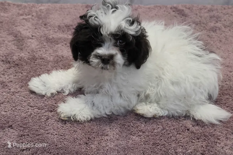 Jack Jack – Shihpoo puppy for sale in Burton, MI