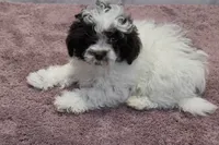 Jack Jack, a male Shihpoo for sale in Burton, MI – 1 of 5