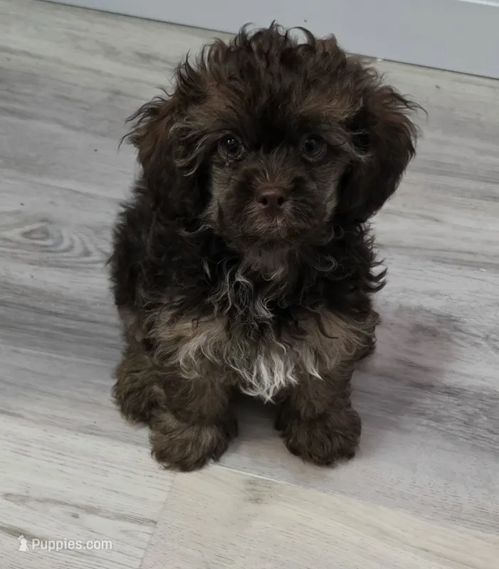 Kit Kat – Shihpoo puppy for sale in Burton, MI
