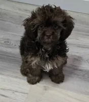 Kit Kat, a male Shihpoo for sale in Burton, MI – 1 of 5