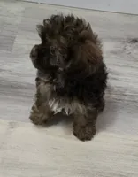 Kit Kat, a male Shihpoo for sale in Burton, MI – 4 of 5