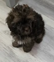 Kit Kat, a male Shihpoo for sale in Burton, MI – 5 of 5