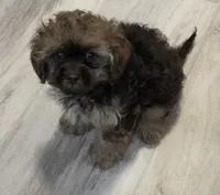 Alfie, a male Shihpoo for sale in Burton, MI – 3 of 5