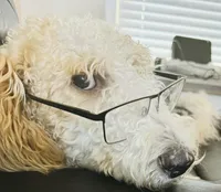 Lilly, a female Goldendoodle for sale in Palm Coast, FL – Photo 6 of 6