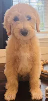 Lilly, a female Goldendoodle for sale in Palm Coast, FL – Photo 2 of 6