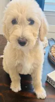 Lilly, a female Goldendoodle for sale in Palm Coast, FL – Photo 3 of 6