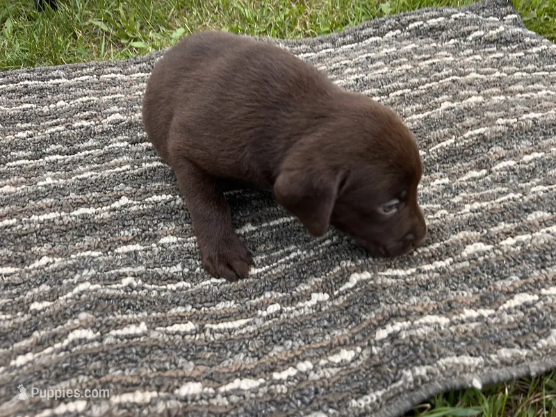 Lab 8 – Labrador Retriever puppy for sale in Augusta, WI