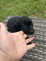 Lab3, a male Labrador Retriever for sale in Augusta, WI – 1 of 5