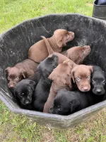 Lab 2, a female Labrador Retriever for sale in Augusta, WI – 4 of 5