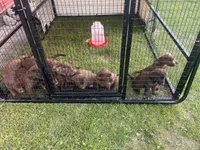 Lab 2, a female Labrador Retriever for sale in Augusta, WI – 4 of 8
