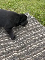 Lab3, a male Labrador Retriever for sale in Augusta, WI – 3 of 5