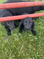 Lab 5, a female Labrador Retriever for sale in Augusta, WI – 5 of 10