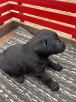 Lab 2, a male Labrador Retriever for sale in Augusta, WI – Photo 3 of 10