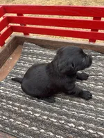 Lab 2, a male Labrador Retriever for sale in Augusta, WI – Photo 10 of 10