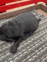 Lab 2, a male Labrador Retriever for sale in Augusta, WI – Photo 9 of 10