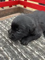 Lab 2, a male Labrador Retriever for sale in Augusta, WI – Photo 6 of 10