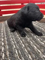 Lab 2, a male Labrador Retriever for sale in Augusta, WI – Photo 7 of 10