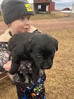 Lab 2, a male Labrador Retriever for sale in Augusta, WI – Photo 2 of 10