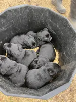 Lab 2, a male Labrador Retriever for sale in Augusta, WI – Photo 8 of 10