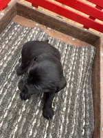 Lab 2, a male Labrador Retriever for sale in Augusta, WI – Photo 4 of 10