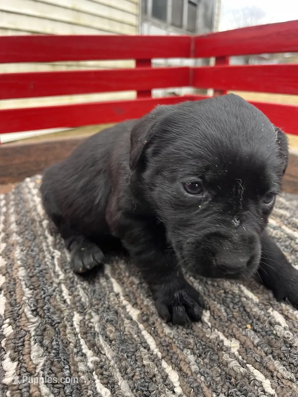 Lab 2 – Labrador Retriever puppy for sale in Augusta, WI