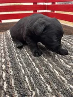 Lab 2, a male Labrador Retriever for sale in Augusta, WI – Photo 5 of 10