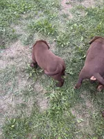 Lab 9, a male Labrador Retriever for sale in Augusta, WI – 8 of 10