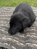 Lab 5, a female Labrador Retriever for sale in Augusta, WI – 2 of 4