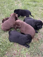 Lab 9, a male Labrador Retriever for sale in Augusta, WI – 3 of 7