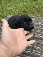 Lab 2, a female Labrador Retriever for sale in Augusta, WI – 2 of 5