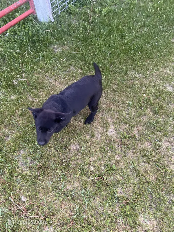 Lab 5 – Labrador Retriever puppy for sale in Augusta, WI