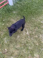 Lab 5, a female Labrador Retriever for sale in Augusta, WI – 1 of 10