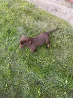 Lab 9, a male Labrador Retriever for sale in Augusta, WI – 4 of 10