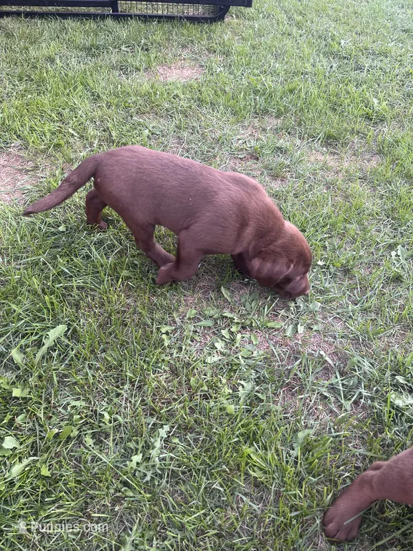 Lab 7 – Labrador Retriever puppy for sale in Augusta, WI