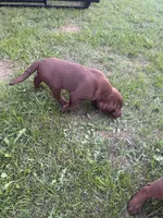 Lab 7, a male Labrador Retriever for sale in Augusta, WI – 1 of 10