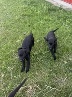 Lab 5, a female Labrador Retriever for sale in Augusta, WI – 4 of 10