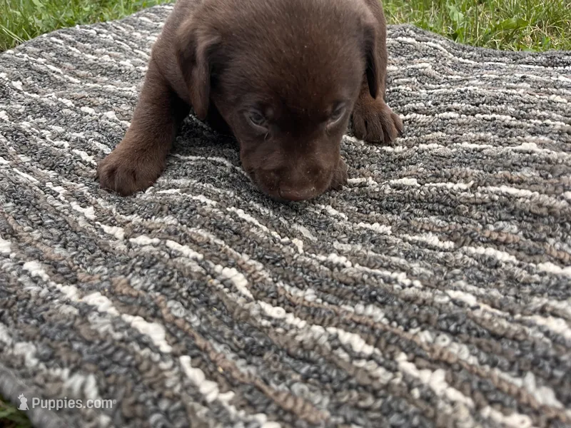 Lab 7 – Labrador Retriever puppy for sale in Augusta, WI