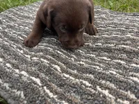 Lab 7, a male Labrador Retriever for sale in Augusta, WI – 1 of 5