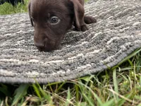 Lab 8, a male Labrador Retriever for sale in Augusta, WI – 4 of 6