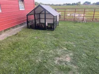 Lab 2, a female Labrador Retriever for sale in Augusta, WI – 6 of 8