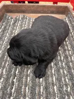 Lab 4, a female Labrador Retriever for sale in Augusta, WI – Photo 5 of 7