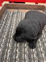 Lab 4, a female Labrador Retriever for sale in Augusta, WI – Photo 3 of 7