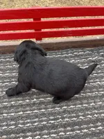 Lab 4, a female Labrador Retriever for sale in Augusta, WI – Photo 4 of 7