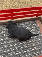 Lab 4, a female Labrador Retriever for sale in Augusta, WI – Photo 6 of 7