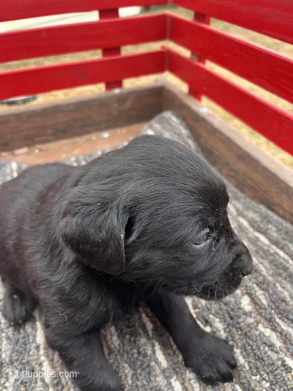 Lab 4 – Labrador Retriever puppy for sale in Augusta, WI