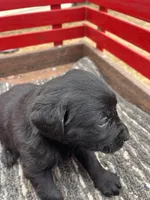 Lab 4, a female Labrador Retriever for sale in Augusta, WI – Photo 1 of 7