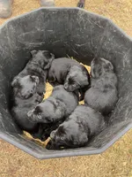 Lab 4, a female Labrador Retriever for sale in Augusta, WI – Photo 7 of 7