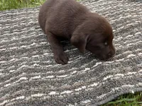 Lab 8, a male Labrador Retriever for sale in Augusta, WI – 2 of 6
