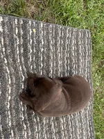 Lab 6, a male Labrador Retriever for sale in Augusta, WI – 3 of 5